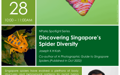 Discovering Singapore’s Spiders Diversity